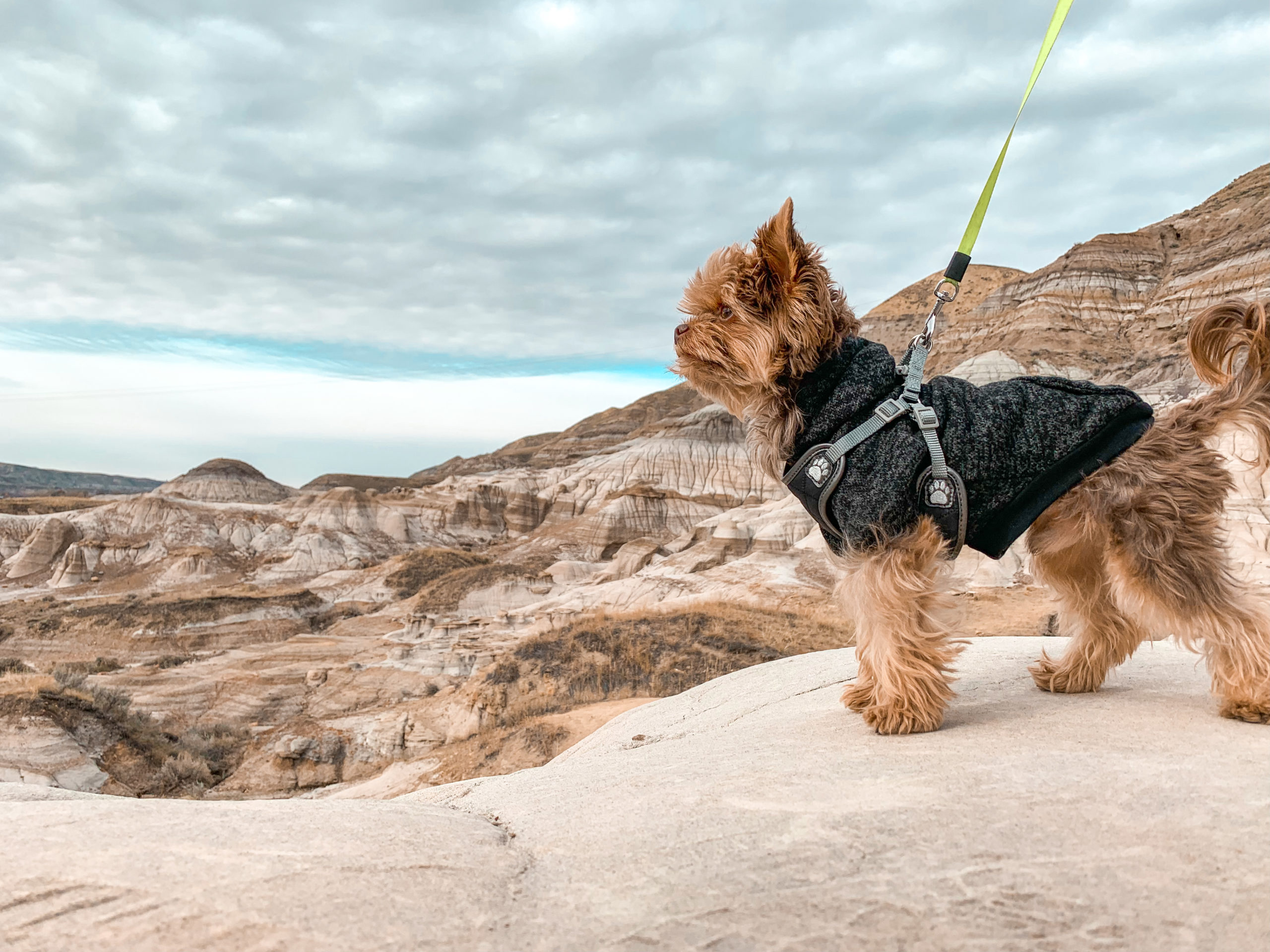 Joe The Traveler Where To Walk Puppy In Calgary Red Lipstick Traveler